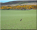 Brown Hare In The Barley