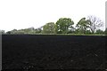 TL6794 : Black Fenland soil by Bob Jones