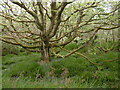 Woodland near Bucks Cross