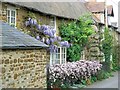 Wisteria and clematis