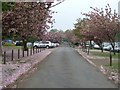 Cherry blossom avenue