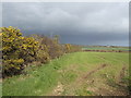 Gorse hedge