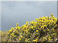 Hedgerow Gorse