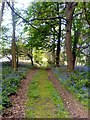 Path through the bluebells