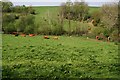 Cattle in the Valley