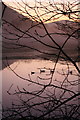 Hwyaid ar y dolydd ger Llanfair.  Ducks on flooded field near Llanfair Talhaiarn