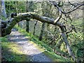 SC4586 : Tree 'arch', Dhoon glen, Isle of Man by kevin rothwell