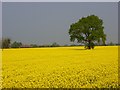 Oil-seed rape, West Grafton