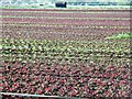 Young lettuce variety