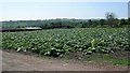 Rhubarb Field - Roker Lane