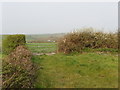 Field near Titson, view towards Knowle