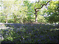 Bluebell Wood