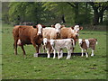 Cattle near Brentor