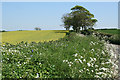 Yealmpton: by the lane to Yealm Bridge