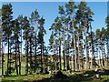 Scots Pines, Aucheen