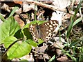 Speckled Wood butterfly