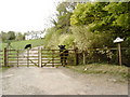 Greeted by a cow at Woodcroft Farm