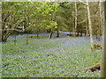 Bluebells near Woodcroft Farm