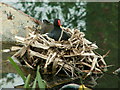 Close up of Moorhen