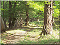 Woodland Path in Frenchmoor Woods