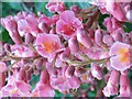 Pink Horse Chestnut flowers