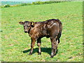 ST7153 : Calf, Haywood Farm, Hemington by Brian Robert Marshall