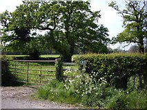 SJ6849 : Start of Footpath to Stapeley Hall on Annions Lane by Ian Bottomley