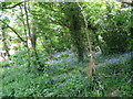 Bluebells behind the Police Station