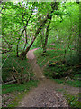 Footpath, Pett Wood