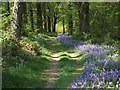 Great Copse, Mottisfont