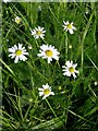 Scentless Mayweed (Tripleurospermum inodorum)