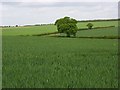 Farmland, Apsley