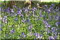 More Bluebells in Kingswood