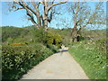 The lane to Upper Maenllwyd