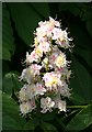 SX3478 : Horse Chestnut Candle by Tony Atkin