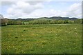 Buttercup Pasture, Welland