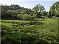 SX3881 : Meadow near Kelly by Derek Harper
