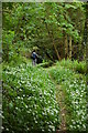 Footpath through the woods, Rhosygilwen