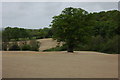 Oak tree in a ploughed field