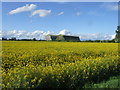 Looking back across a field of rape towards the airship hangars at Cardington