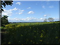 On Hammer Hill looking towards the airship hangars at Cardington