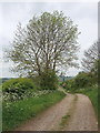 Ash tree just in leaf, Bierton