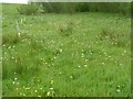 SN6526 : Flowers in a wet meadow by Mark Atkinson