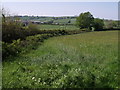 Hedge and field near Cleave