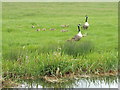 SP8514 : Goslings grazing, geese on look-out by David Hawgood