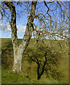 Avebury Henge