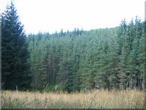 NJ1625 : Forest below Coire na Fuaraig by Richard Webb