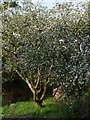 Blossom near Lew Quarry