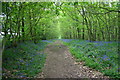 Bluebells in the Woods