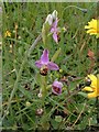 Bee orchids